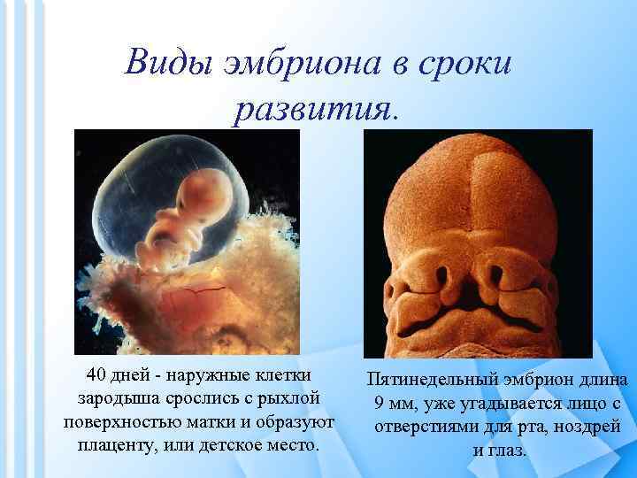 Виды эмбриона в сроки развития. 40 дней - наружные клетки зародыша срослись с рыхлой