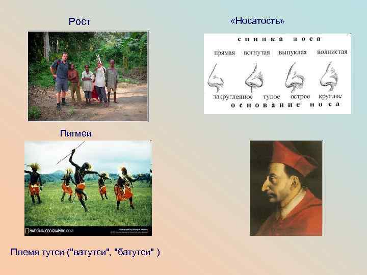 Рост Пигмеи Племя тутси (