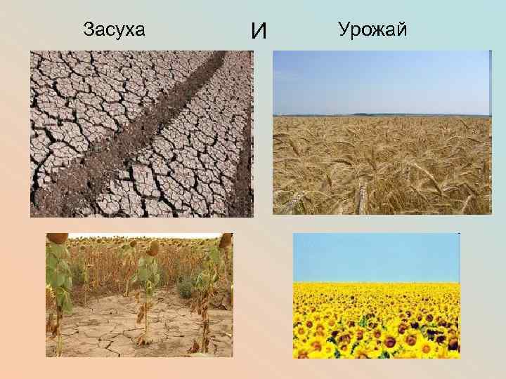 Засуха И Урожай 