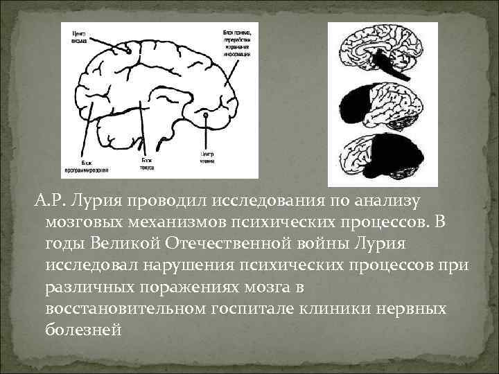 А. Р. Лурия проводил исследования по анализу мозговых механизмов психических процессов. В годы Великой