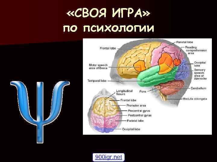  «СВОЯ ИГРА» по психологии 900 igr. net 