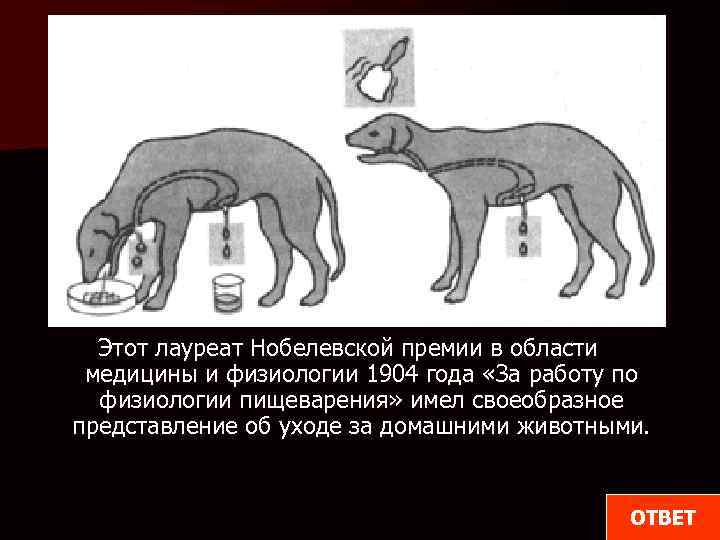 Этот лауреат Нобелевской премии в области медицины и физиологии 1904 года «За работу по