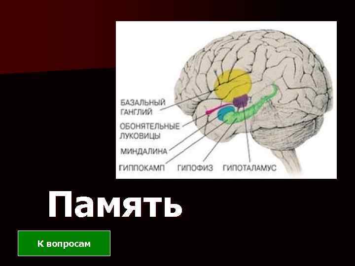 Память К вопросам 
