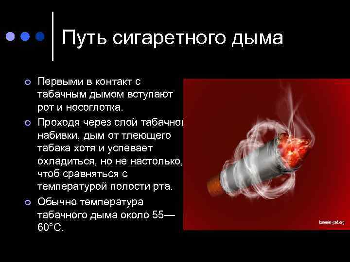 Путь сигаретного дыма ¢ ¢ ¢ Первыми в контакт с табачным дымом вступают рот