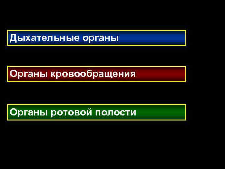 Дыхательные органы Органы кровообращения Органы ротовой полости 