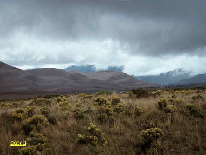 назад 