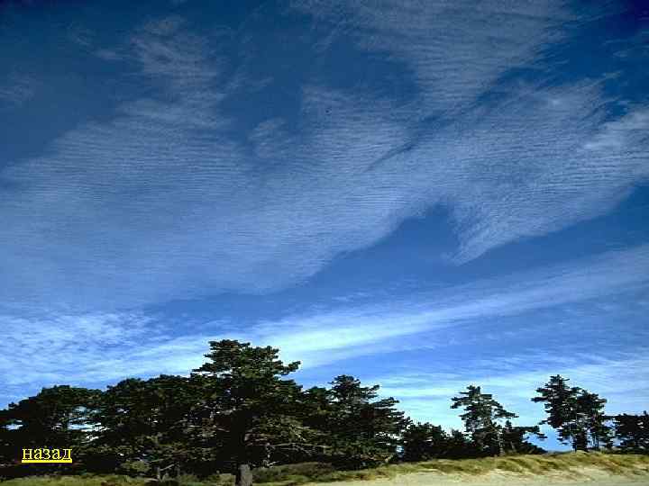 назад 