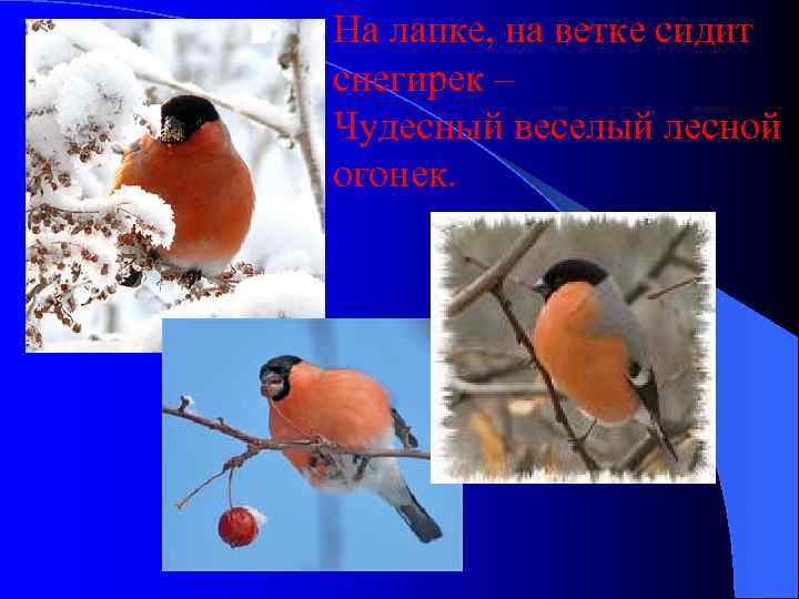 На лапке, на ветке сидит снегирек – Чудесный веселый лесной огонек. 