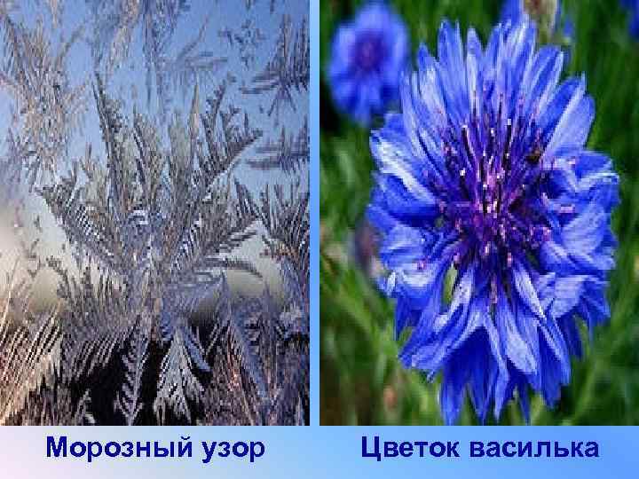  Морозный узор Цветок василька 