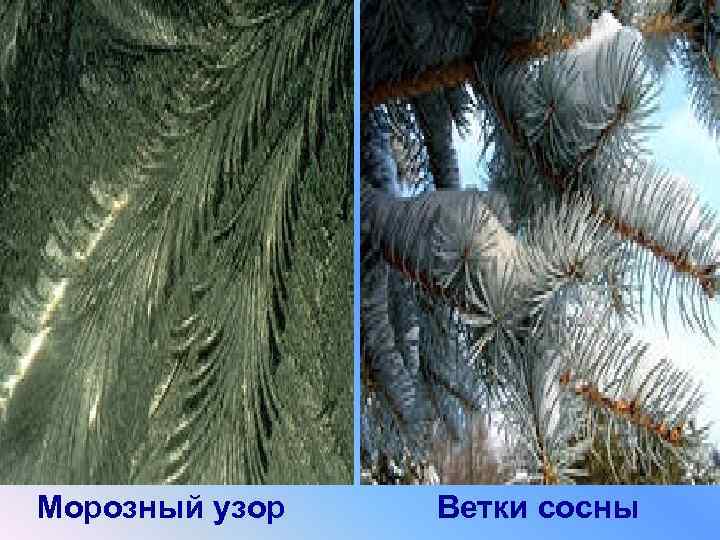  Морозный узор Ветки сосны 