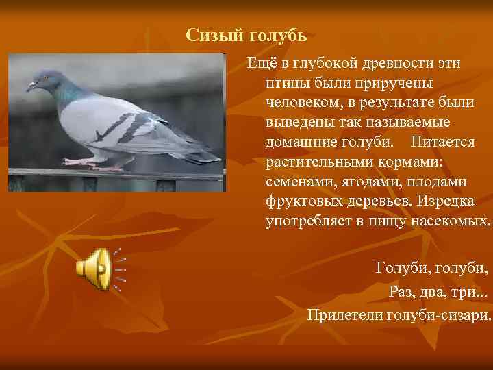 Сизый голубь Ещё в глубокой древности эти птицы были приручены человеком, в результате были