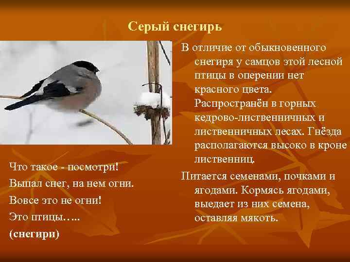 Серый снегирь Что такое - посмотри! Выпал снег, на нем огни. Вовсе это не