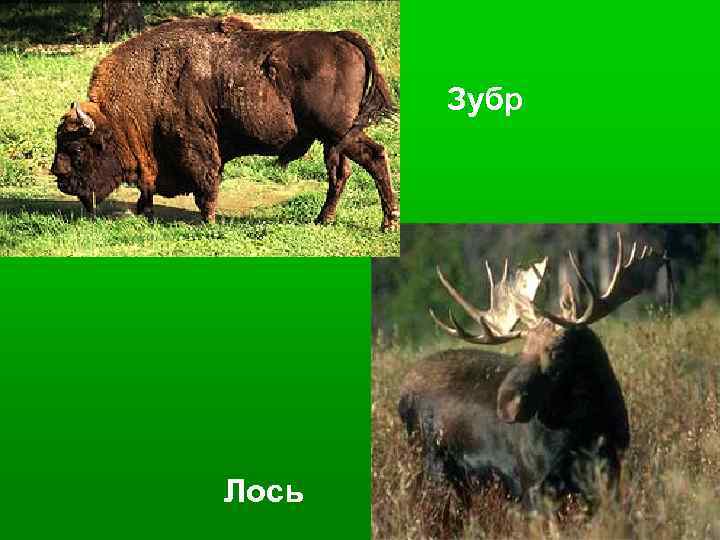 Зубр Лось 