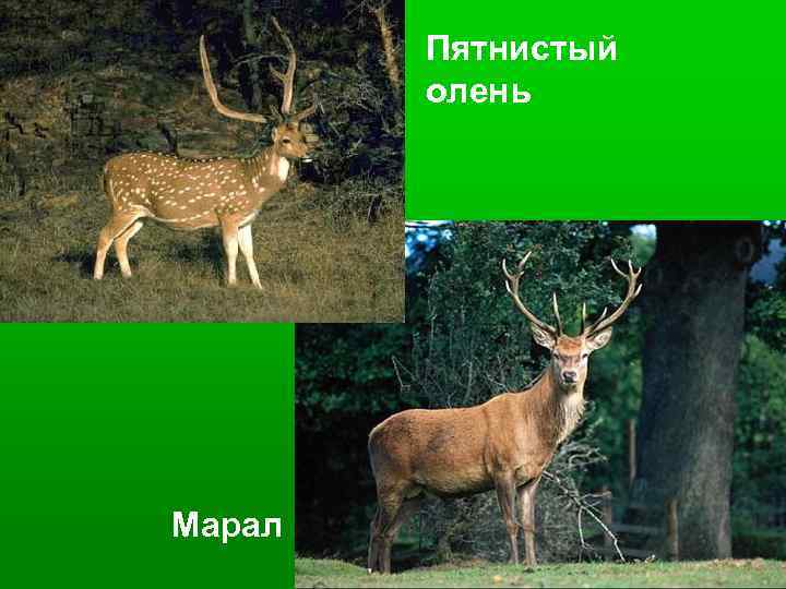 Пятнистый олень Марал 