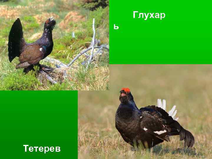 Глухар ь Тетерев 