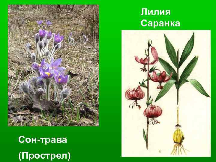 Лилия Саранка Сон-трава (Прострел) 