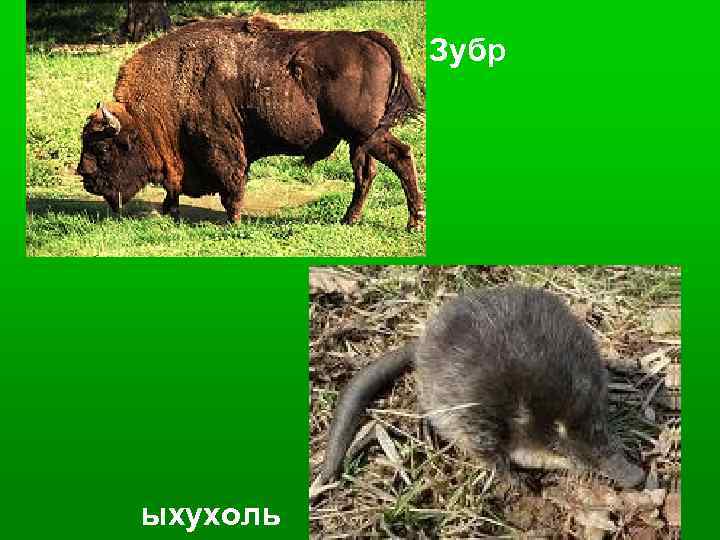 Зубр В ыхухоль 