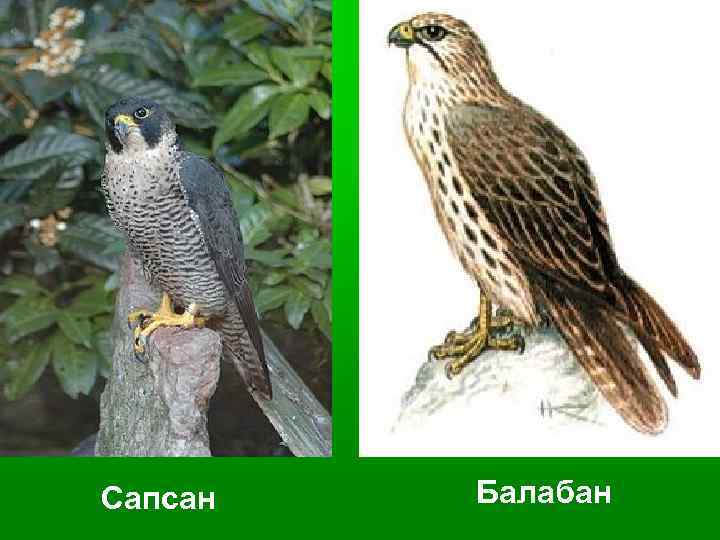 Сапсан Балабан 