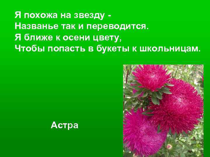 Я похожа на звезду Названье так и переводится. Я ближе к осени цвету, Чтобы