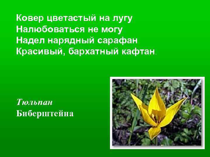 Ковер цветастый на лугу Налюбоваться не могу Надел нарядный сарафан Красивый, бархатный кафтан. Тюльпан