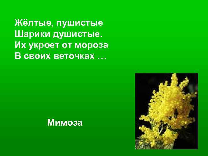 Жёлтые, пушистые Шарики душистые. Их укроет от мороза В своих веточках … Мимоза 