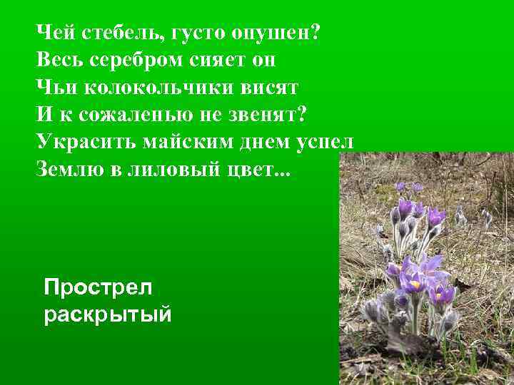 Чей стебель, густо опушен? Весь серебром сияет он Чьи колокольчики висят И к сожаленью