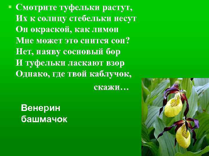  Смотрите туфельки растут, Их к солнцу стебельки несут Он окраской, как лимон Мне