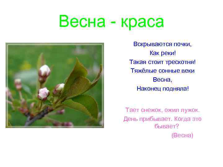 Весна - краса Вскрываются почки, Как реки! Такая стоит трескотня! Тяжёлые сонные веки Весна,
