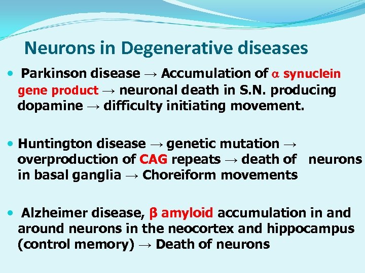 Neurons in Degenerative diseases Parkinson disease → Accumulation of synuclein gene product → neuronal