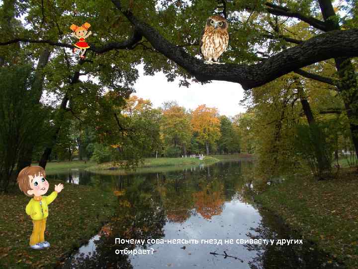 Почему сова-неясыть гнезд не свивает, у других отбирает? 