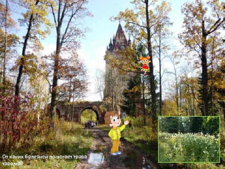 От каких болезней помогает трава таволга? 