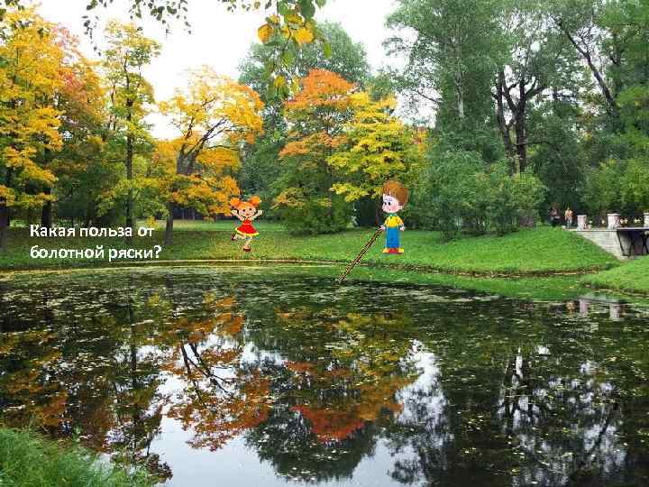 Какая польза от болотной ряски? 