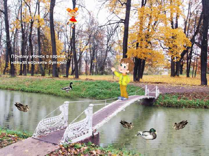 Почему уточек в парках нельзя кормить булкой? 