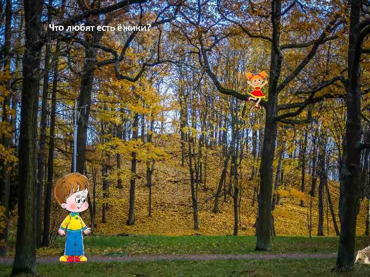 Что любят есть ёжики? 