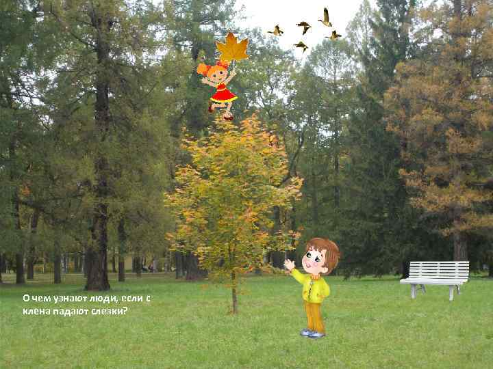 О чем узнают люди, если с клена падают слезки? 