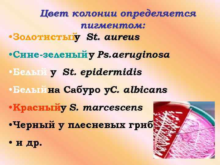 Цвет колонии определяется пигментом: • Золотистый St. aureus у • Сине-зеленый у Ps. aeruginosa