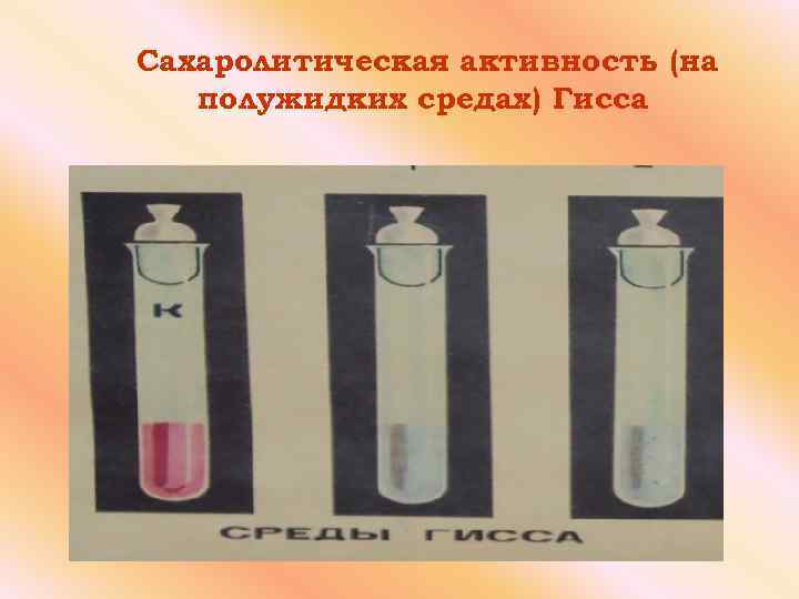 Сахаролитическая активность (на полужидких средах) Гисса 