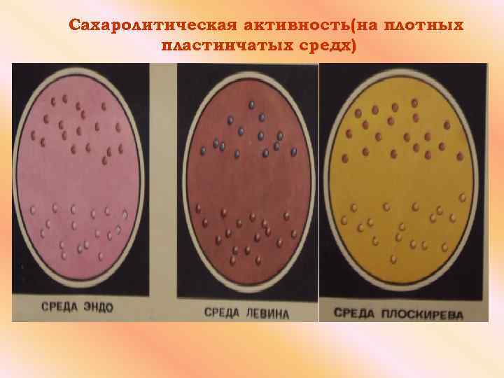 Сахаролитическую активность бактерий изучают на средах