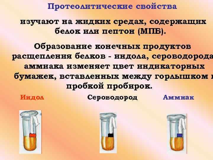 Протеолитические свойства изучают на жидких средах, содержащих белок или пептон (МПБ). Образование конечных продуктов