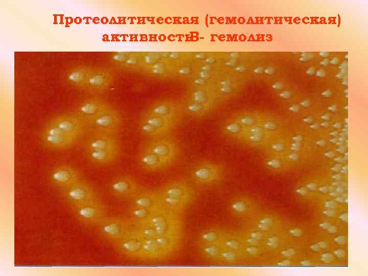 Протеолитическая (гемолитическая) активность гемолиз B- 