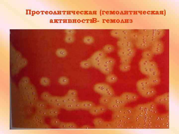 Протеолитическая (гемолитическая) активность гемолиз B- 