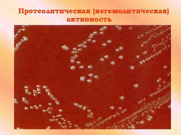 Протеолитическая (негемолитическая) активность 
