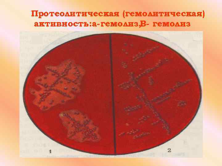 Протеолитическая (гемолитическая) активность: a-гемолиз, B- гемолиз 
