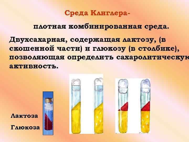 Среда Клиглераплотная комбинированная среда. Двухсахарная, содержащая лактозу, (в скошенной части) и глюкозу (в столбике),