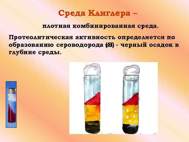Среда Клиглера – плотная комбинированная среда. Протеолитическая активность определяется по образованию сероводорода 2 S)
