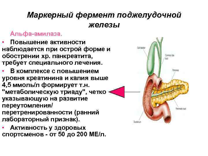 Маркерный фермент поджелудочной железы Альфа-амилаза. • Повышение активности наблюдается при острой форме и обострении