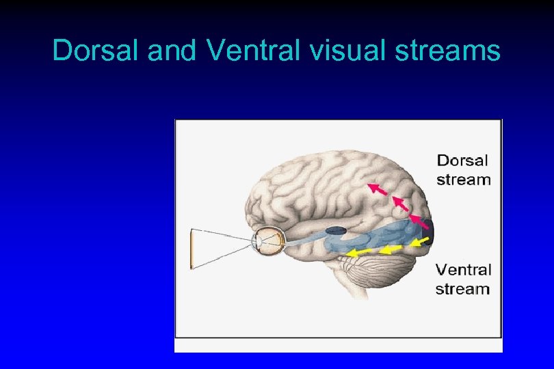 Dorsal and Ventral visual streams 