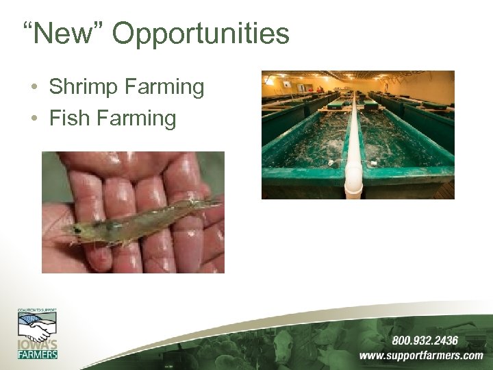 “New” Opportunities • Shrimp Farming • Fish Farming 