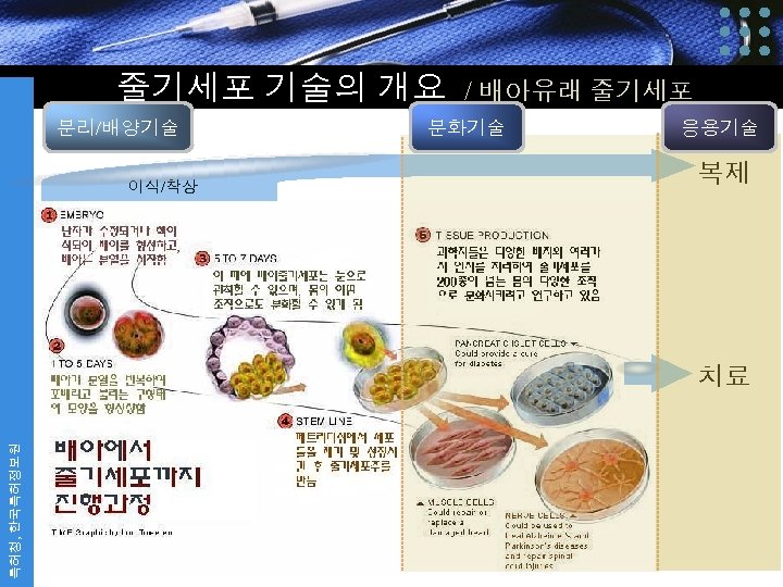 줄기세포 기술의 개요 / 배아유래 줄기세포 분리/배양기술 이식/착상 분화기술 응용기술 복제 특허청, 한국특허정보원 치료