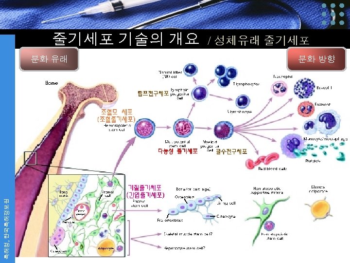 줄기세포 기술의 개요 / 성체유래 줄기세포 특허청, 한국특허정보원 분화 유래 분화 방향 